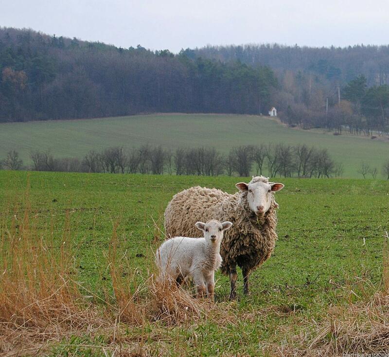 rajče