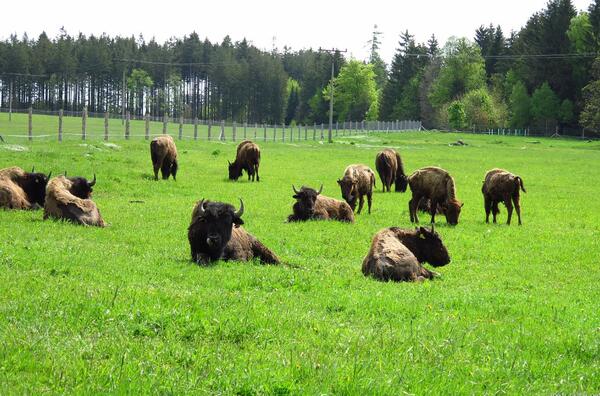 bizoní farma Rožnov
