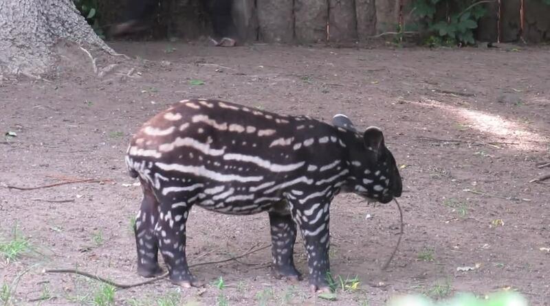 Zoo 4.6. 2020-malý tapírek