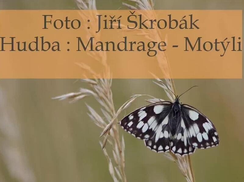 Mandrage - Motýli
