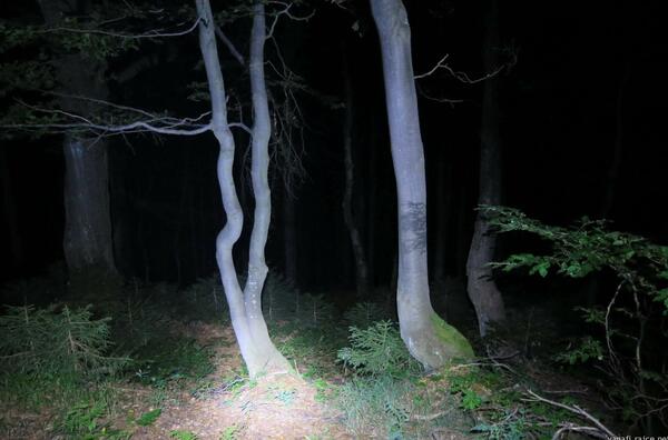 tajemný les