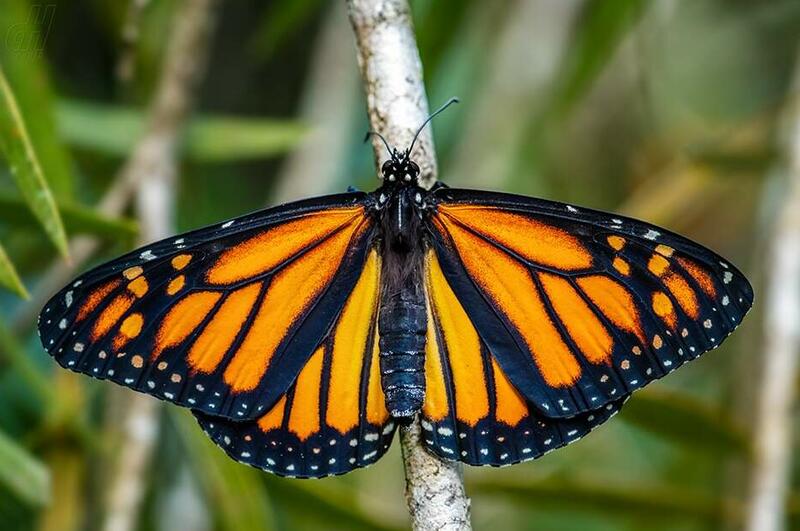 Panama20230214-4393_Danaus_plexippus