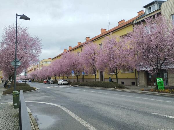 Nádražní ulice v Turnově je každý rok na jaře krásná díky sakurám