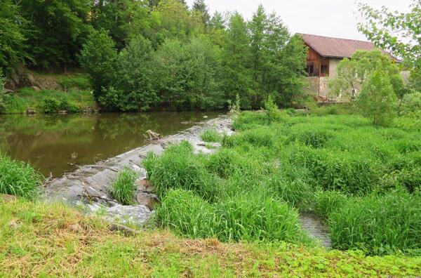 zarostlé koryto Doubravy