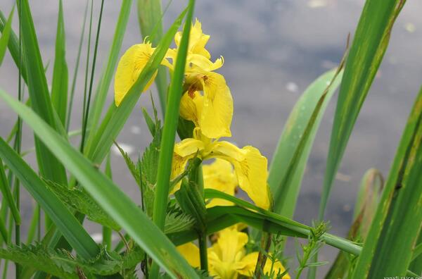 alespoň žluté kosatce rozsvěcují ponurou náladu