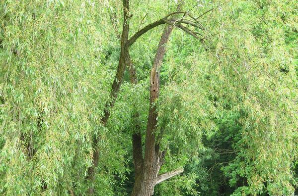 z dutin stromů se ozývá štěbetání