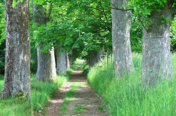 alej v Hluboši - Via Czechia centrální