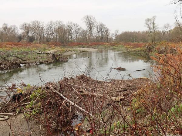 meandry Odry a také lány invazivní křídlatky
