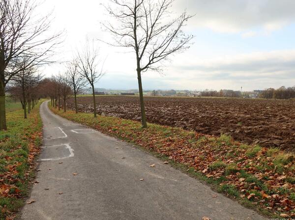 alespoň tu mají vysázené nové aleje